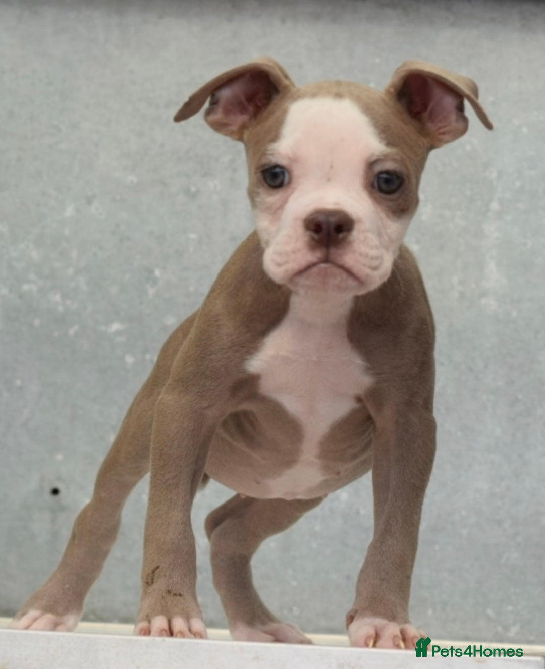 Old Tyme Bulldog dogs for sale: 5⭐️STAR RATED LICENSED🛑🛑READY TO LEAVE NOW, - Image 8