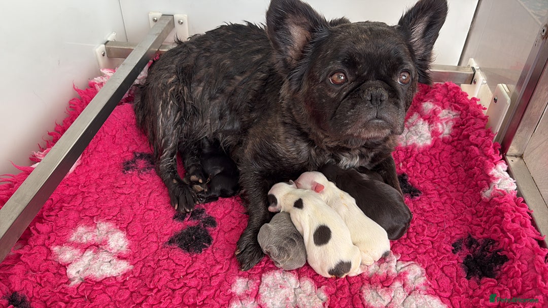 French Bulldog dogs for sale: KC fluffy French bulldog puppies - Image 4