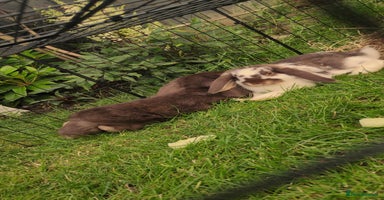 Mini Lop rabbits - Advert 4