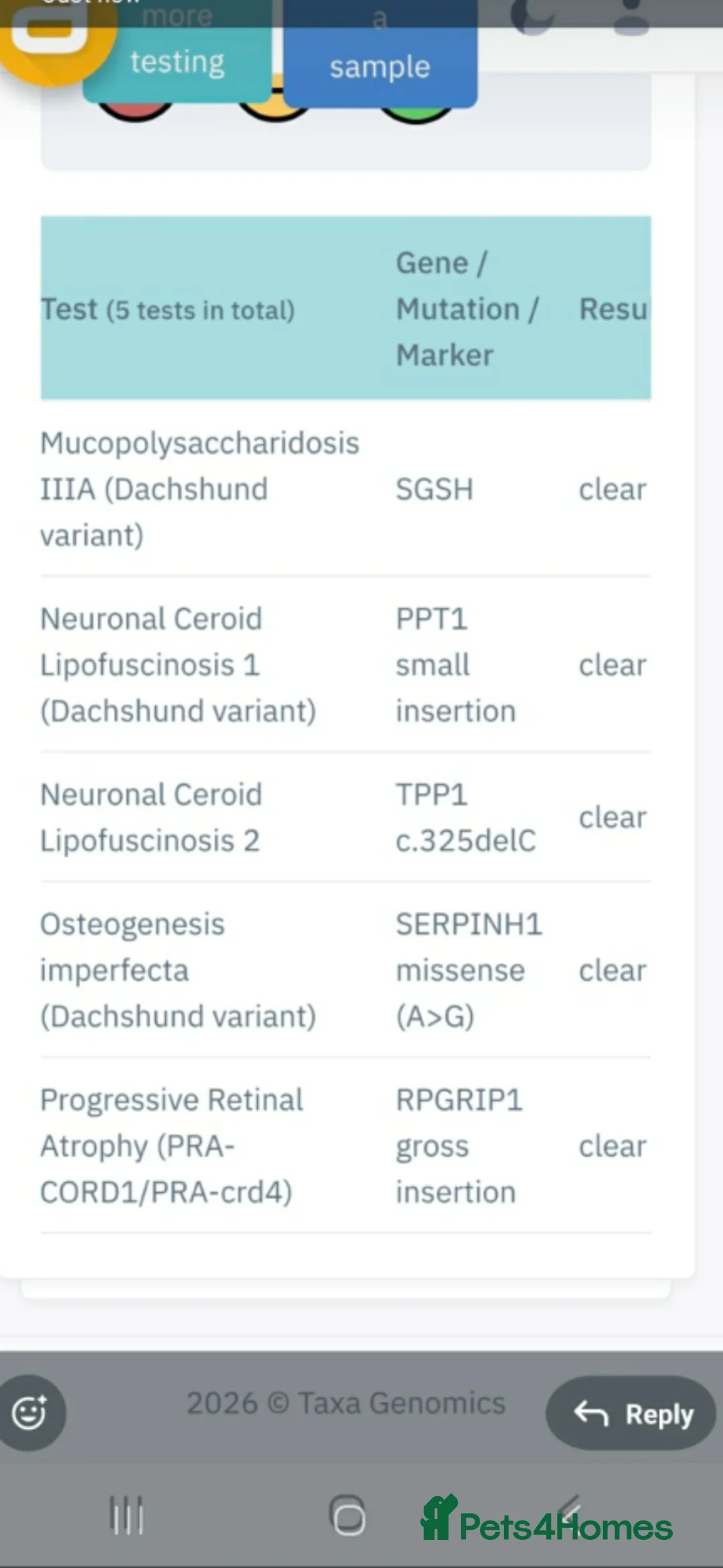 Miniature Dachshund dogs for sale: Kc miniature dachshunds  in Newtownabbey - Advert 20