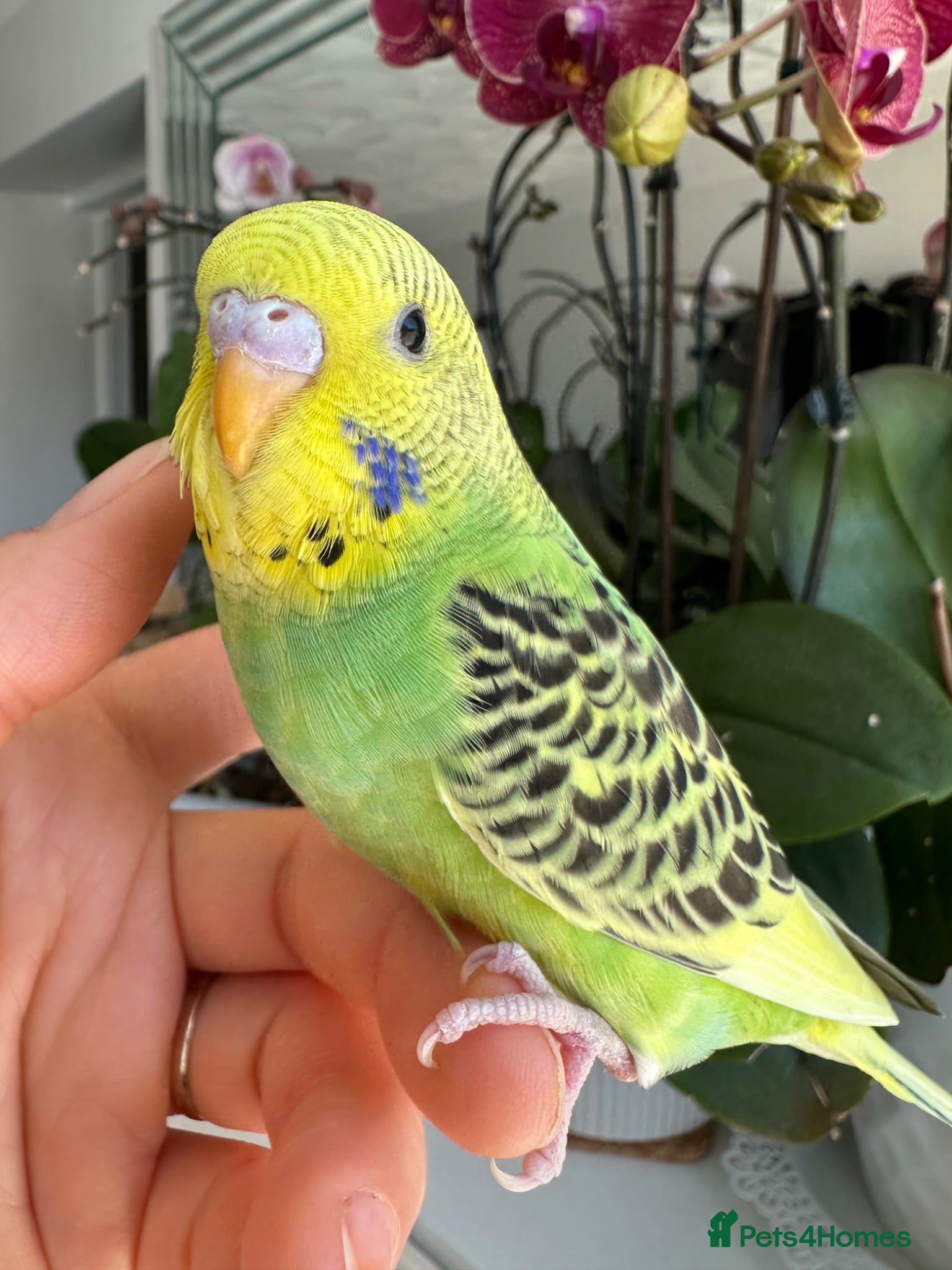 Budgerigars birds Hand tame male and female baby budgie  - Advert 1