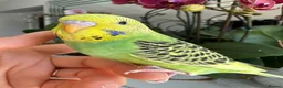 Budgerigars birds for sale: Hand tame male and female baby budgie  - Advert 1