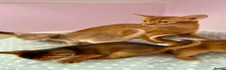 Abyssinian cats for sale: Beautiful GCCF Registered Abyssinian Kittens 💙❤️ - Advert 2