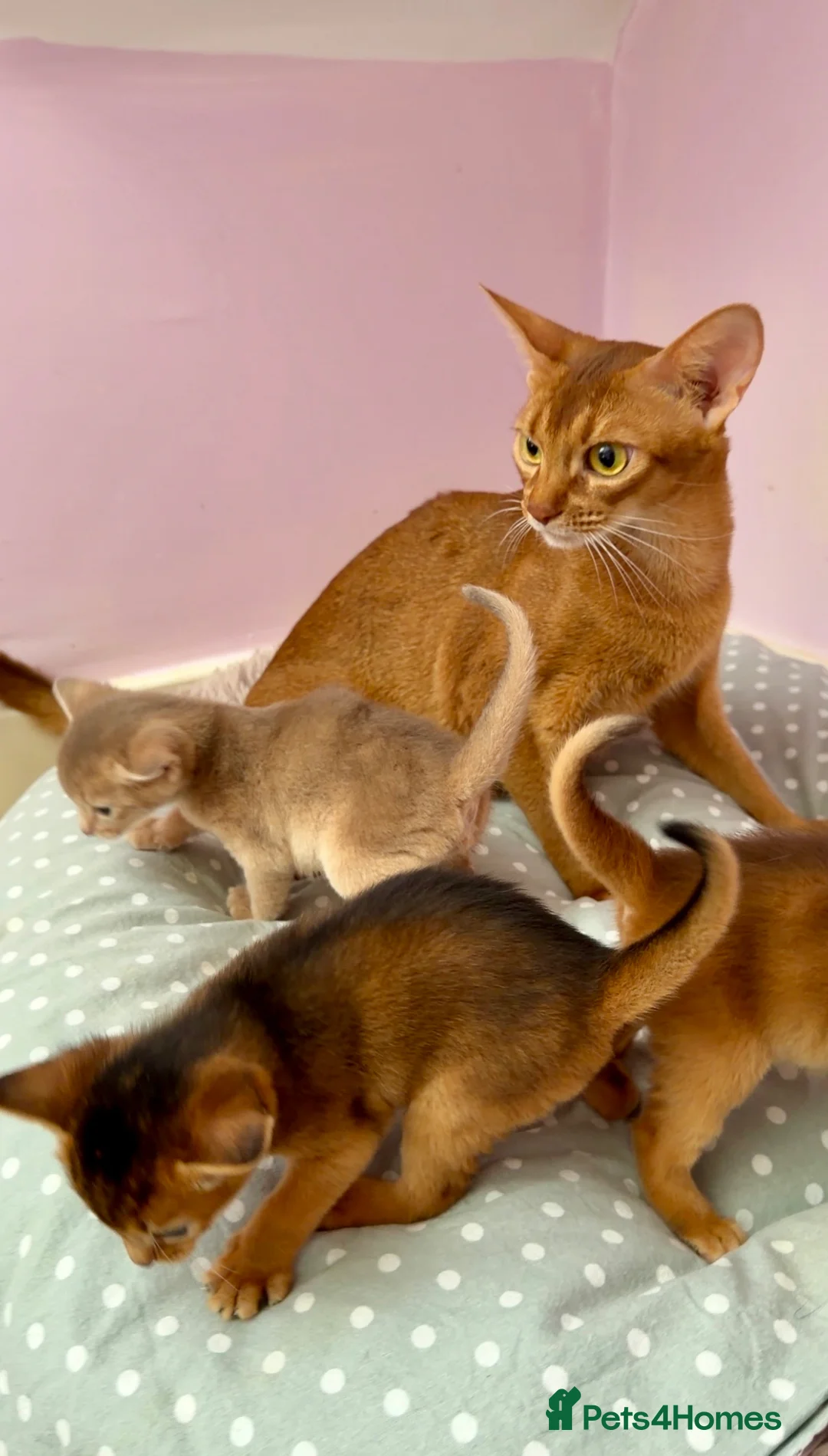 Abyssinian cats for sale: Beautiful GCCF Registered Abyssinian Kittens 💙❤️ - Advert 2