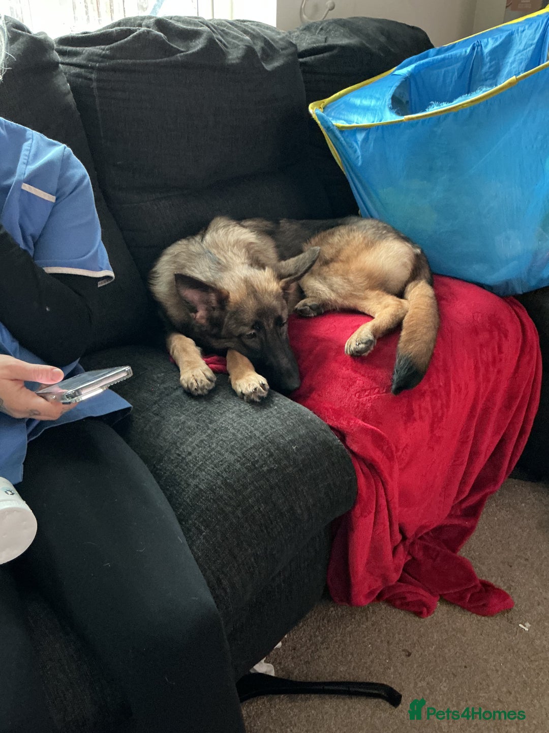 German Shepherd dogs for sale: German shepherd  - Advert 1