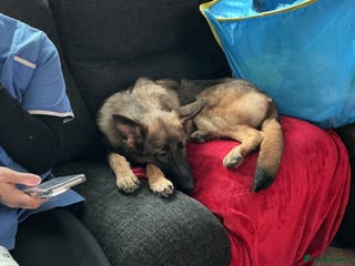 German Shepherd dogs German shepherd - Advert 8