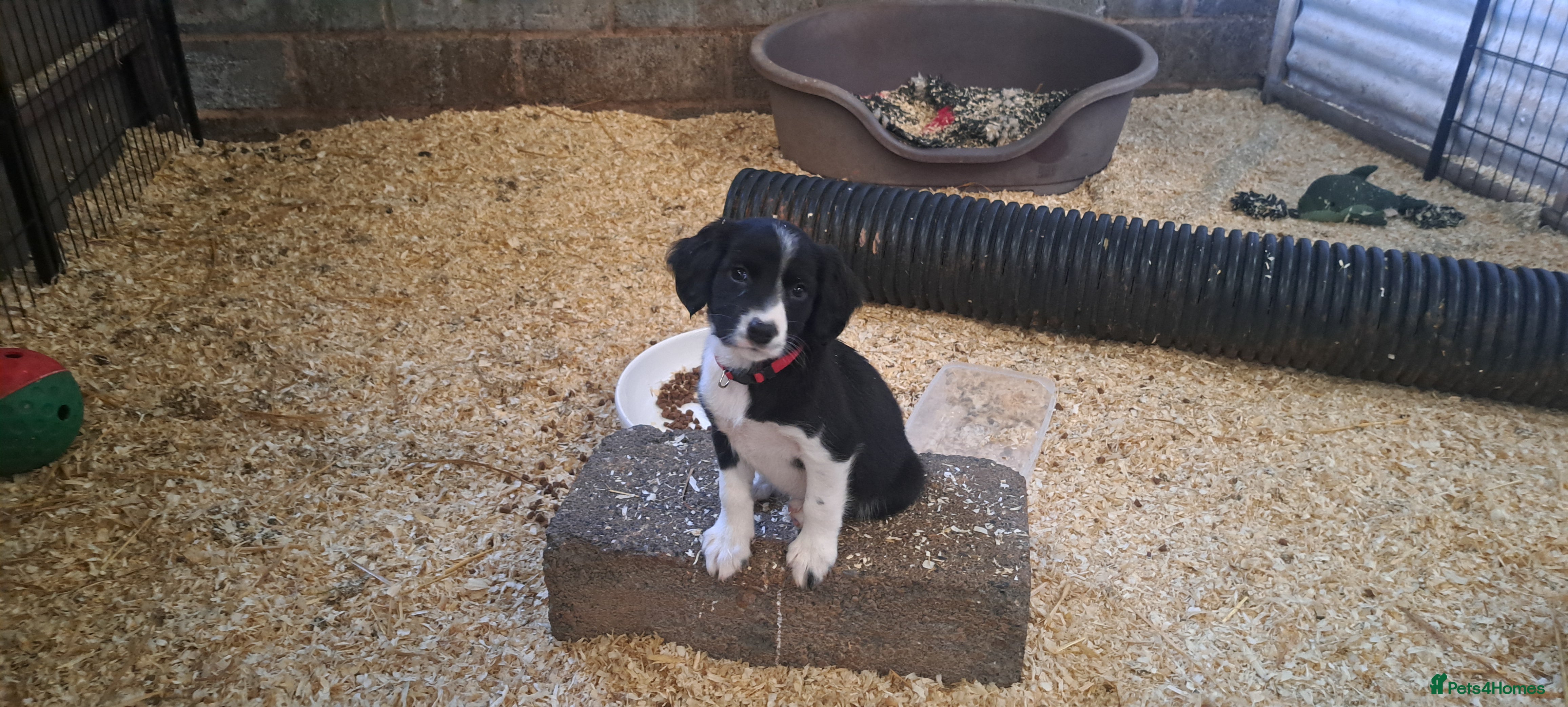 Sprollie dogs Sprollie pups for sale in Exeter - Advert 9