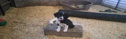 Sprollie dogs for sale: Sprollie pups for sale in Exeter - Advert 1