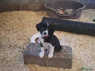 Sprollie dogs Sprollie pups for sale in Exeter - Advert 2