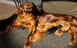 Mixed Breed dogs for sale: Irish cocker - Image 3