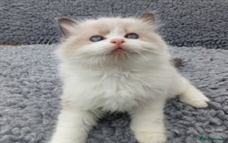 Ragdoll cats for sale: Purebred ragdoll kittens  - Image 4