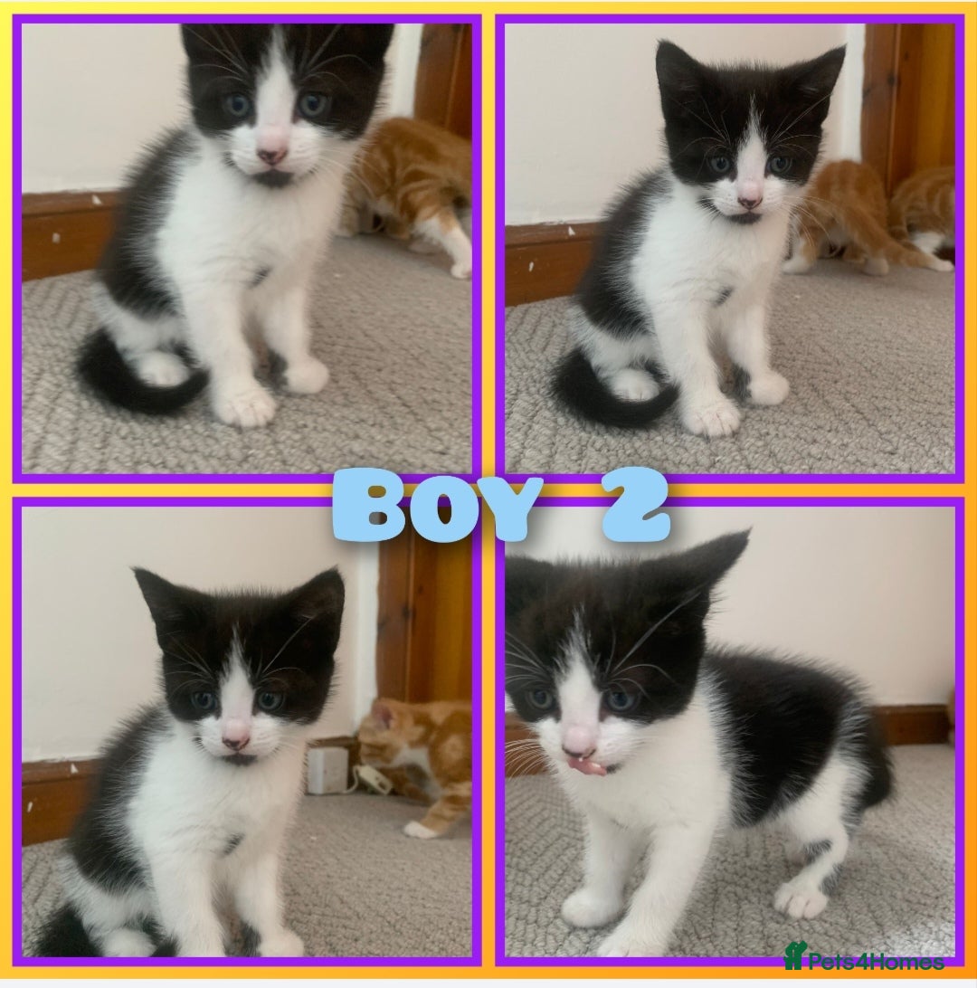 Mixed Breed cats for sale: 5 cute kittens for sale  - Image 6