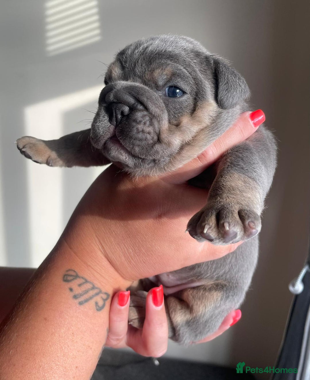 English Bulldog dogs for sale: New English bull dogs  - Image 16
