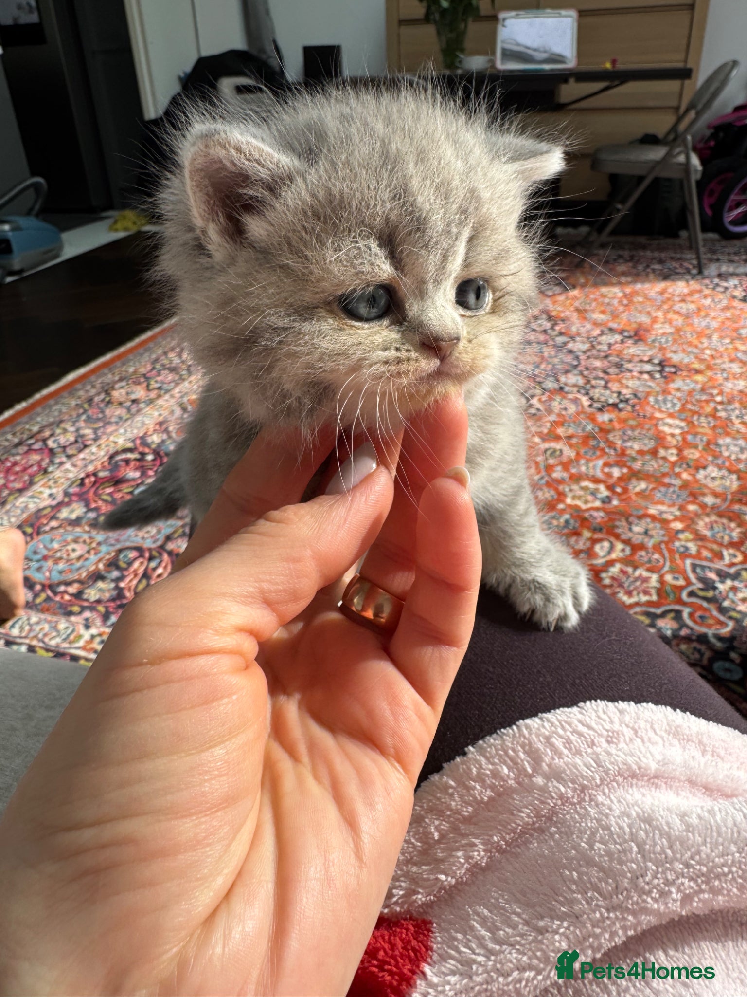 Scottish Fold cats Tica Scottish fold kittens - Advert 2