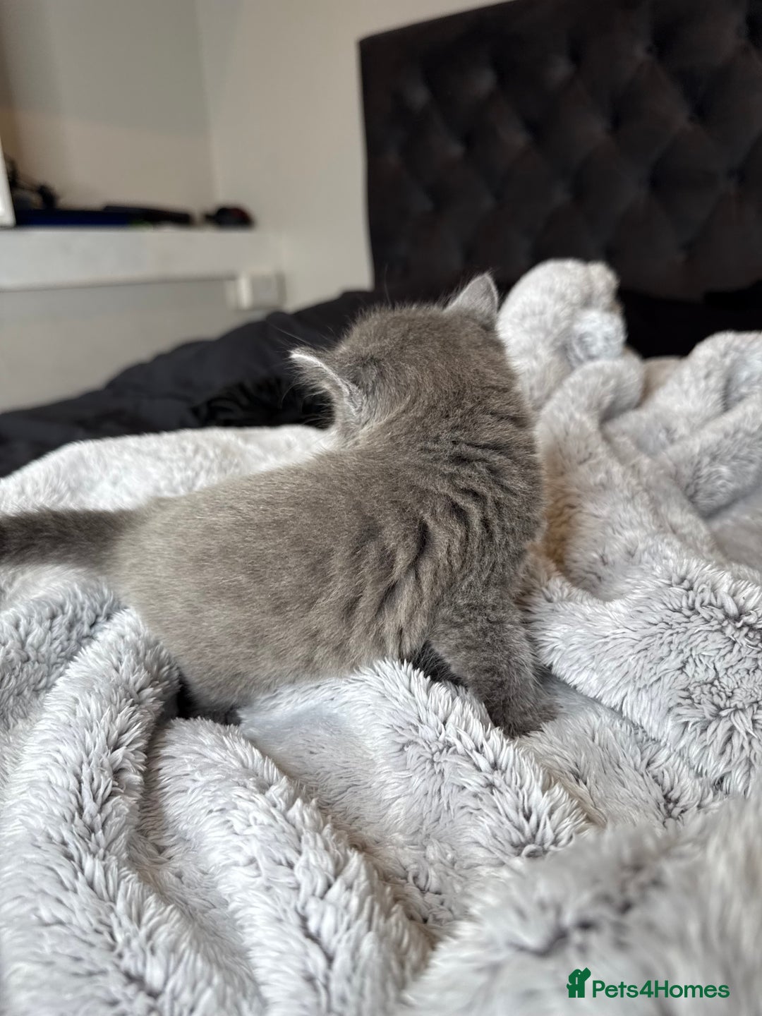 British Shorthair cats for sale: Our beautiful cute shorthair blue kittens - Image 21
