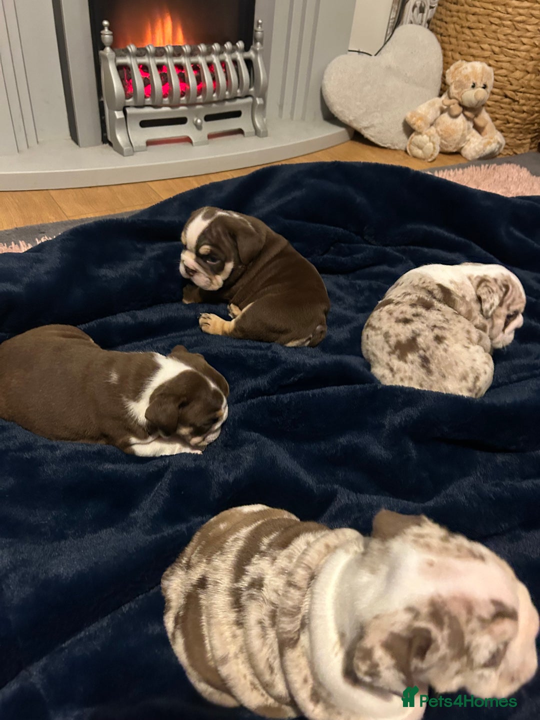 English Bulldog dogs for sale: 💖 5 Adorable English bulldog puppies 💖 - Image 11