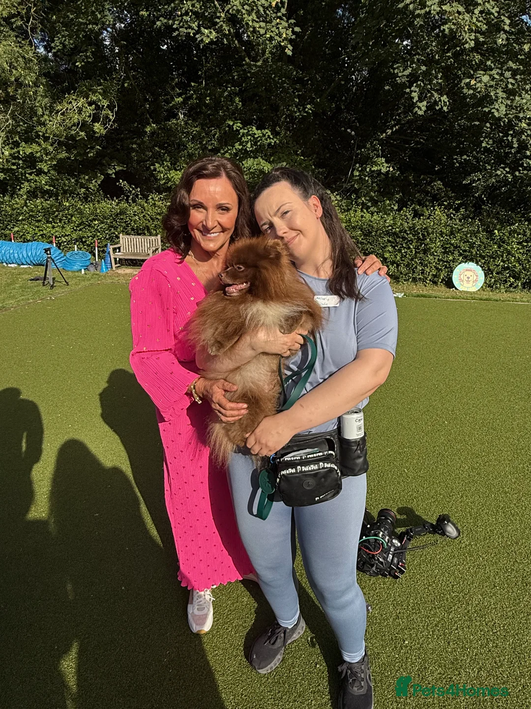 Pomeranian dogs for stud: Proven Chocolate KC in Runcorn - Advert 2