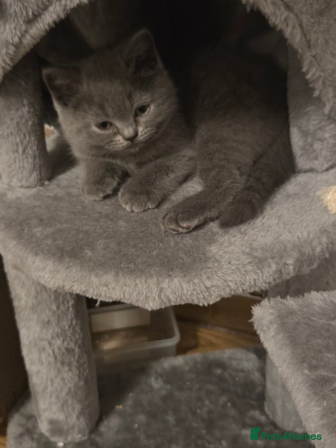 Scottish Fold cats for sale: Scotish fold/straight kittens 😸  - Advert 1