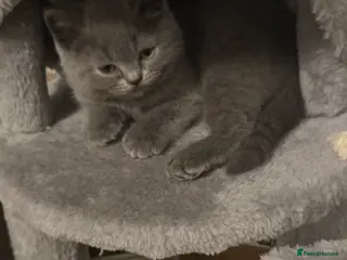 Scottish Fold cats Scotish fold/straight kittens 😸 - Advert 2