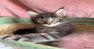 Maine Coon cats - Advert 8