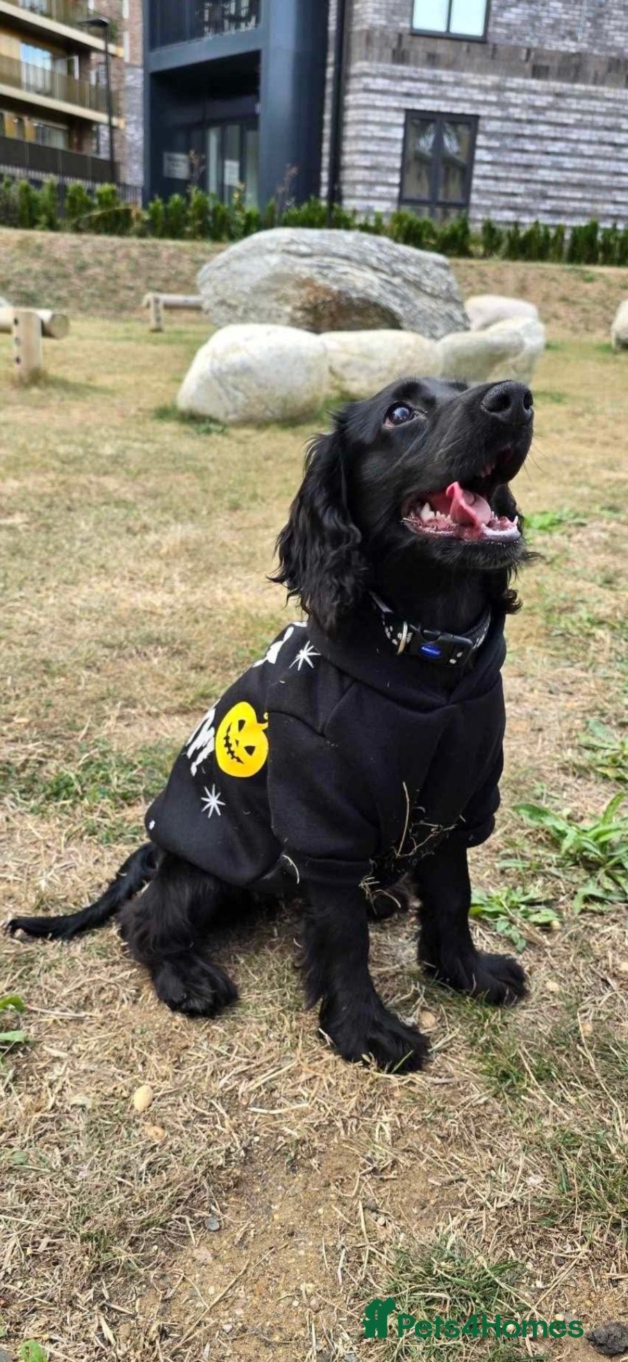 Cocker Spaniel dogs for sale: Will you give Bella the home she needs? - Advert 5