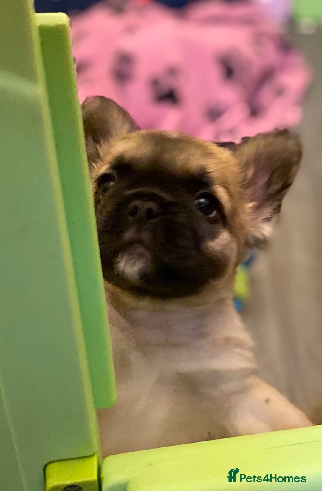 French Bulldog dogs for sale: DNA Health tested 5 🌟 KC fluffy French bulldogs - Image 11