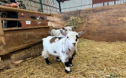 Goats livestock for sale: 4 Pure bred Pygmy wethers - Image 2