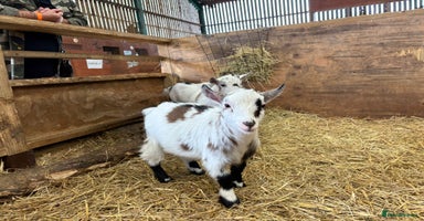 Goats livestock - Advert 7