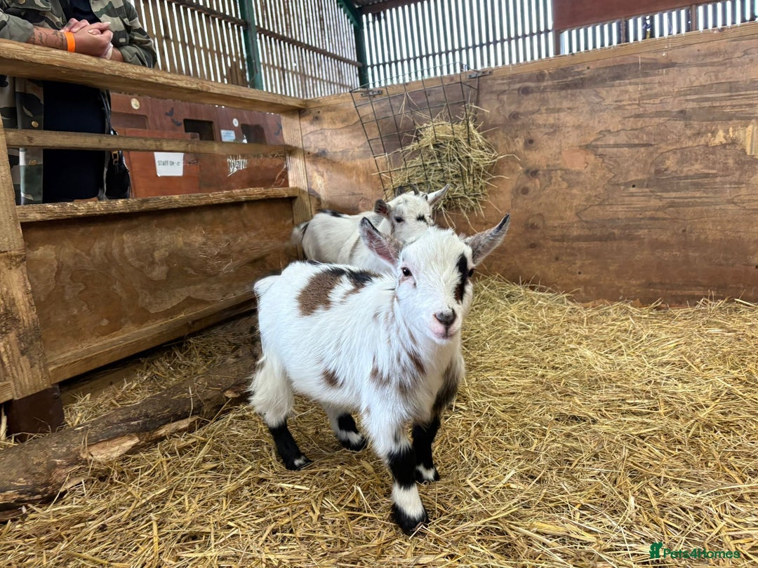 Goats livestock for sale: 4 Pure bred Pygmy wethers - Image 2
