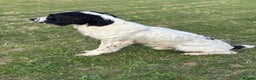 English Springer Spaniel dogs for stud: Sarge- proven and fully DNA tested STUD in Devizes - Advert 6