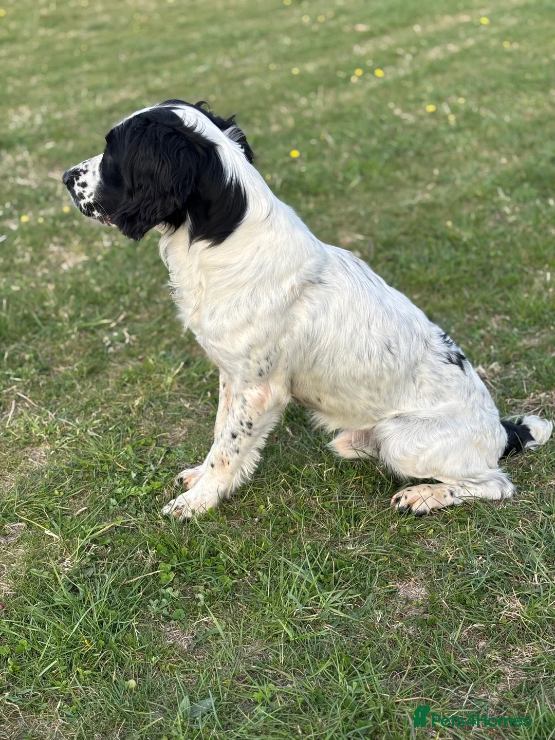 English Springer Spaniel dogs for stud: Sarge- proven and fully DNA tested STUD in Devizes - Advert 6