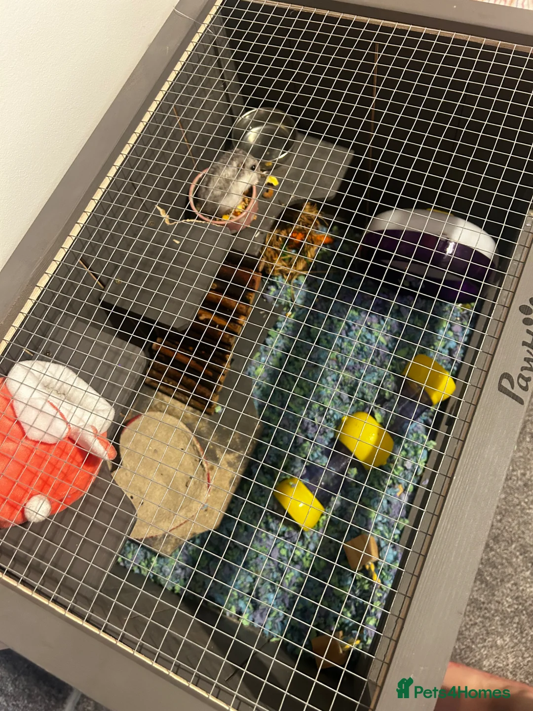 Hamster rodents for sale: Dwarf hamster FREE in Congleton - Advert 3