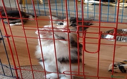 Maine Coon cats for sale: Maine Coon kittens  - Image 14