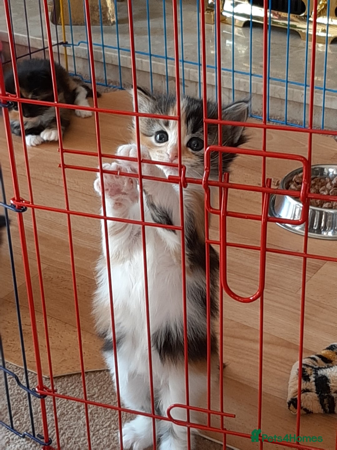 Maine Coon cats for sale: Maine Coon kittens  - Image 14