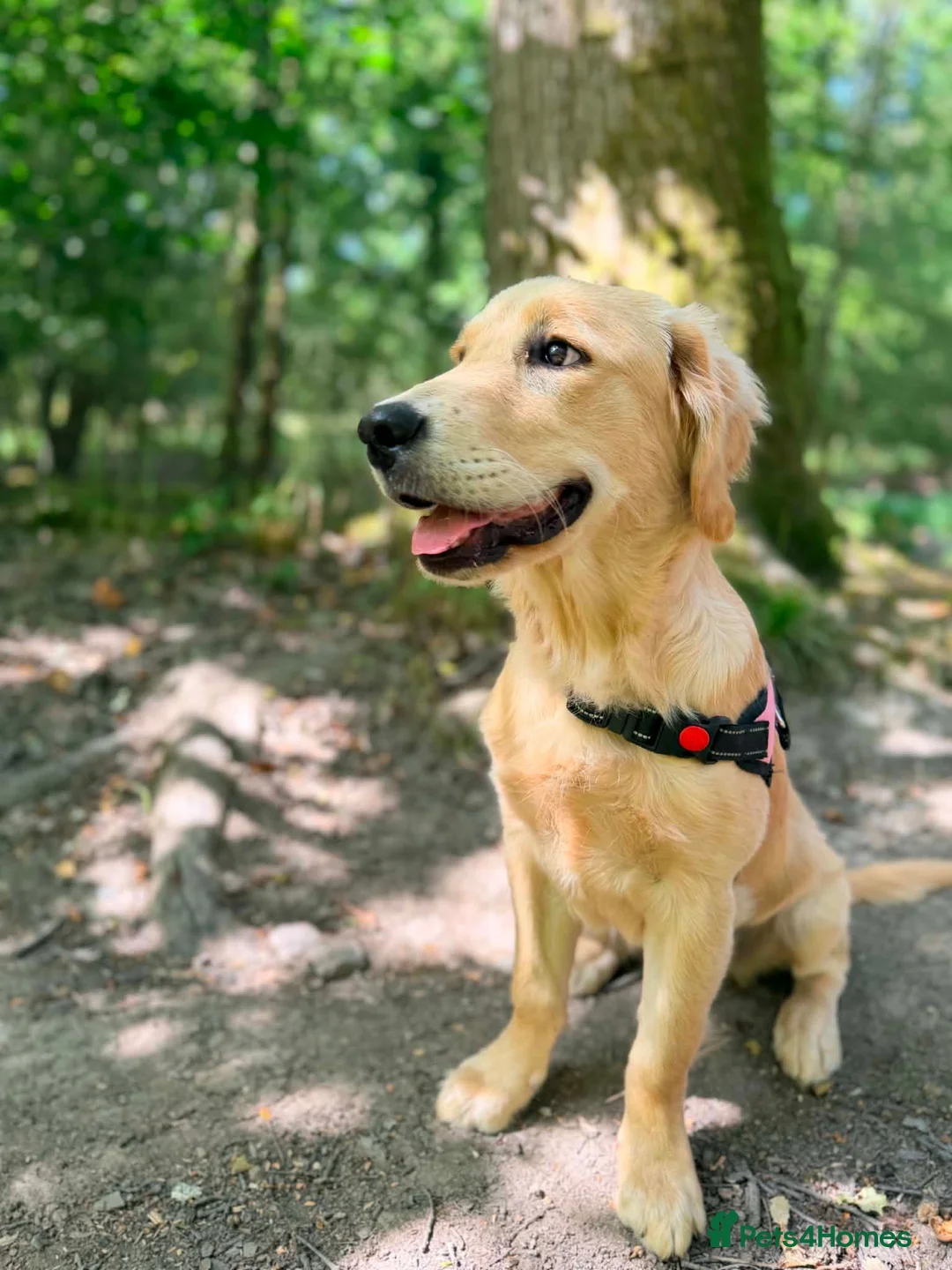 Golden Retriever dogs for sale: Fully Trained Female KC Golden Retriever  - Advert 2