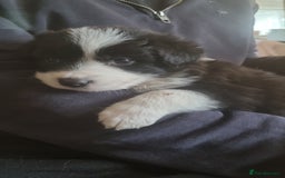 Border Collie dogs for sale: Border collie puppies with KC registered parents - Image 15
