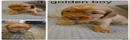 Cocker Spaniel dogs for sale: Beautiful cocker spaniel puppys - Advert 8