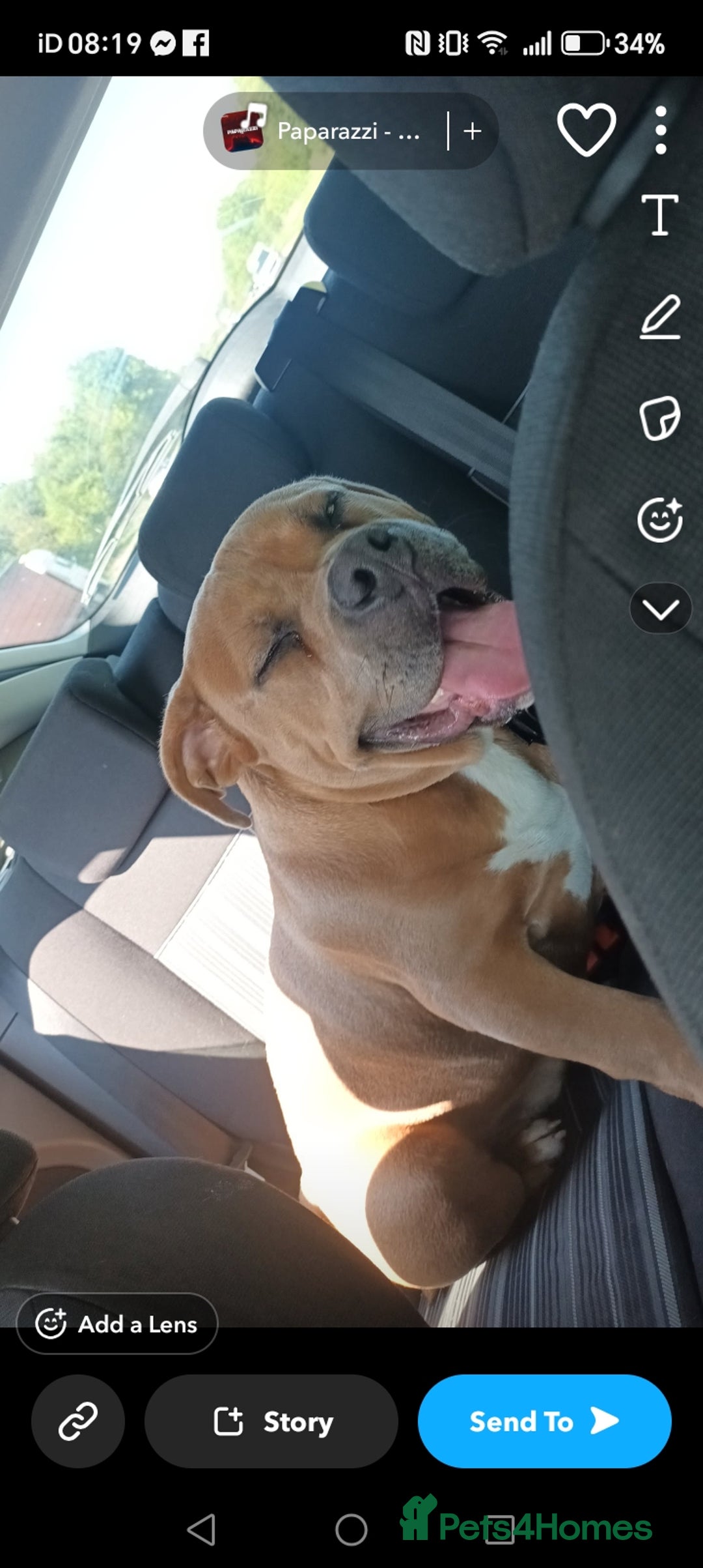 American Bully dogs for sale: 13 month old pocket bully male  - Advert 7