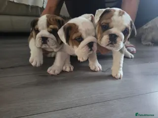 English Bulldog dogs 🐾 Beautiful KC Reg English Bulldog Puppies 🐶 - Advert 2