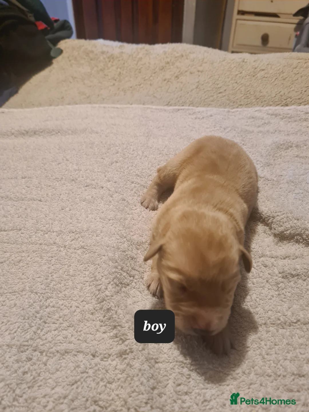 Labrador Retriever dogs for sale: 6 stunning puppies - Advert 2