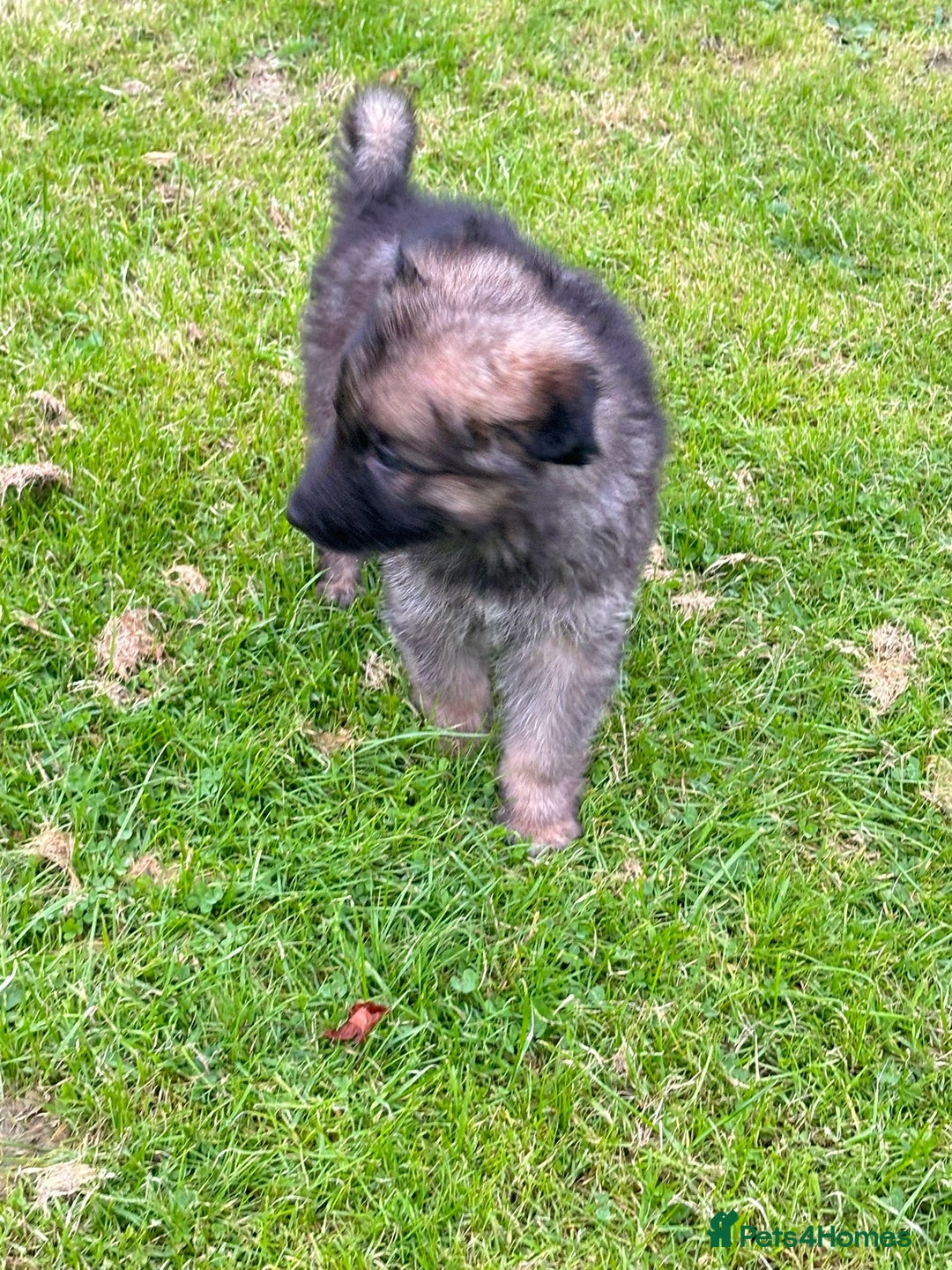 German Shepherd dogs for sale: German shepherd puppies for sale  - Image 12