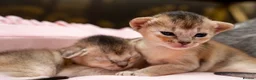 Abyssinian cats for sale: Exceptional Pedigree 6 Abyssinians-Super Friendly - Advert 8