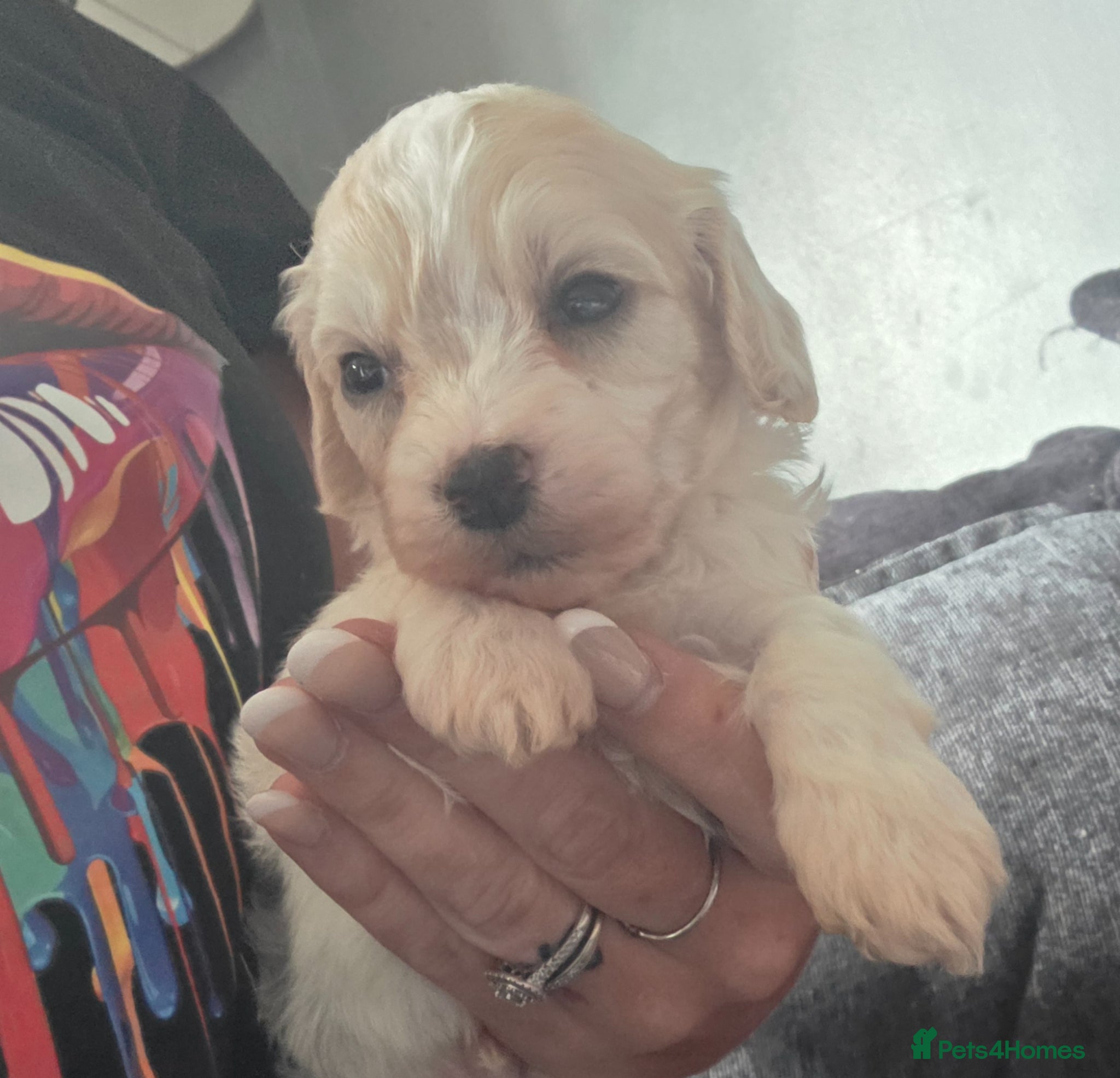 Mixed Breed dogs 9 Beautiful Cockerchon puppy's ready soon - Advert 17