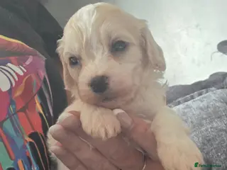 Mixed Breed dogs 9 Beautiful Cockerchon puppy's ready soon - Advert 17
