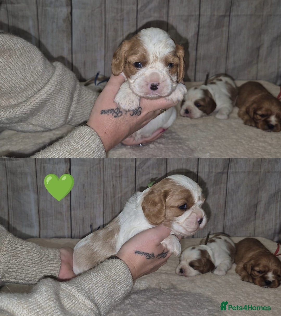 Cavalier King Charles Spaniel dogs for sale: 5 beautiful CKCS ❤️ - Advert 15