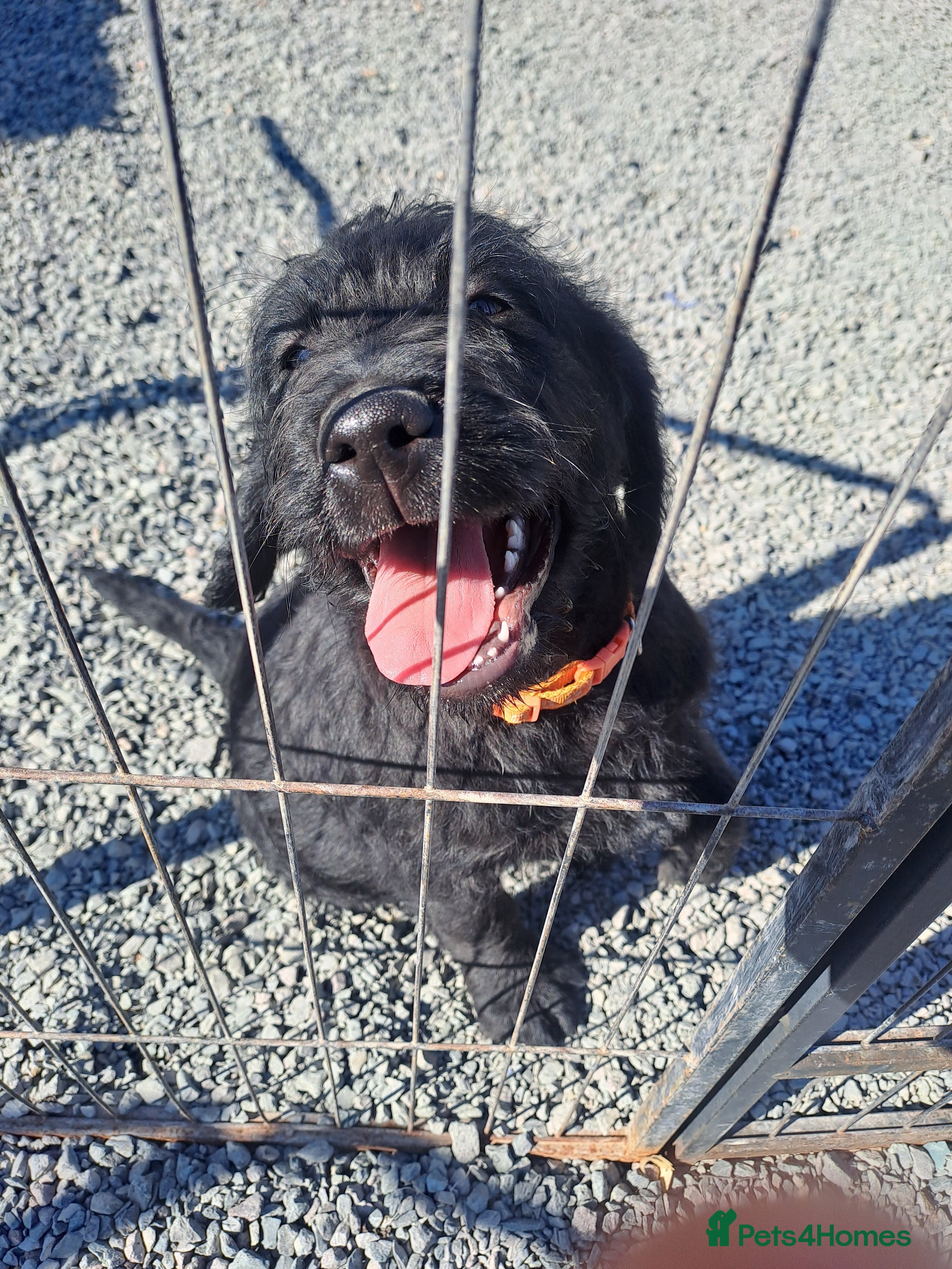 Labradoodle dogs Standard Labradoodle pups - Advert 17