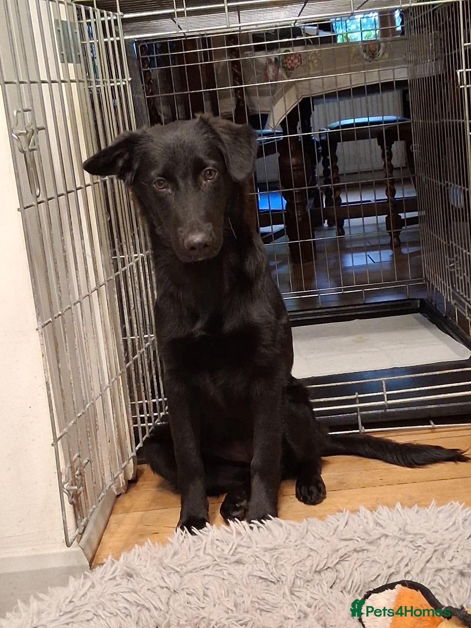 Mixed Breed dogs DOLLY - FOR ADOPTION  - Advert 2