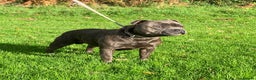 Staffordshire Bull Terrier dogs for sale: KC REGISTERED BRINDLE STAFFORDSHIRE BT PUPPIES - Advert 5