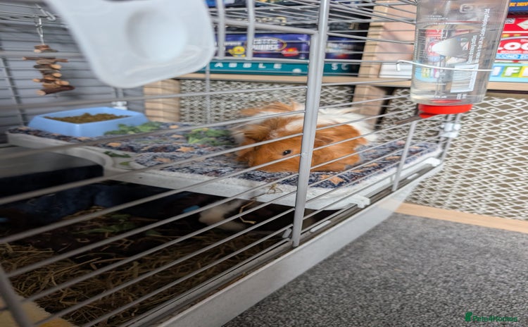 Guinea Pig rodents - Advert 5