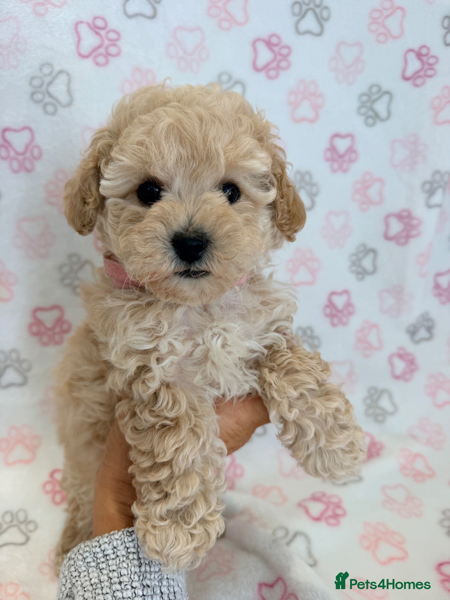Maltipoo dogs Beautiful health tested happy Maltipoo puppys  - Advert 2